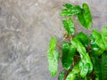 Green leaf and Plastered cement concrete wall background texture. Renovation, process. Royalty Free Stock Photo