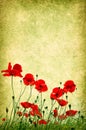 Grunge poppies background Royalty Free Stock Photo