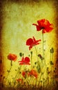 Grunge poppies background Royalty Free Stock Photo