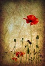 Grunge poppies background Royalty Free Stock Photo