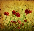 Grunge poppies background Royalty Free Stock Photo