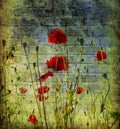 Grunge poppies background Royalty Free Stock Photo