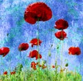 Grunge poppies background Royalty Free Stock Photo