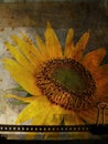 Grunge postcard with sunflower