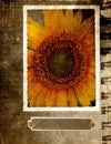 Grunge postcard with sunflower 2 Royalty Free Stock Photo
