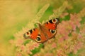 Grunge retro butterfly greeting card Royalty Free Stock Photo