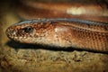 Grunge retro photo of slow worm Royalty Free Stock Photo