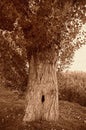 Grunge Retro Sepia Tree