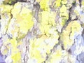 Daylight colored tree background with moss for camouflage