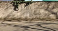 Grunge rough concrete wall with ivy on top with bare tree shadows on asphalt. Porphyry sidewalk and street in front Royalty Free Stock Photo