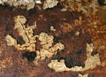 Grunge rust texture