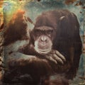 Grunge style old male chimpanzee Royalty Free Stock Photo
