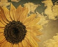 Grunge Sunflower in close up Royalty Free Stock Photo