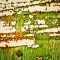 Grunge old paint texture. Green peeling paint. Royalty Free Stock Photo