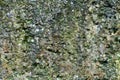 grunge texture, background: old wall covered with moss Royalty Free Stock Photo