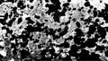 Grunge Texture. Black White Moss Pattern