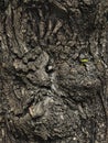Grunge texture burls tree bark closeup