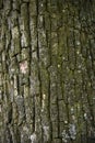 The old pear tree bark texture covered with green moss for background in design, deep vertical cracks Royalty Free Stock Photo