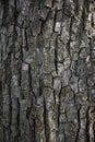 The old pear tree bark texture covered with moss for background in design, deep vertical cracks Royalty Free Stock Photo