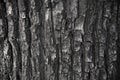 The old pear tree bark texture for background in design, deep vertical cracks Royalty Free Stock Photo