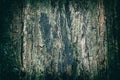 Grunge texture of old and rotten wood Royalty Free Stock Photo