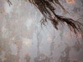 Grunge texture, rough ragged dark background with tree roots, black plaster stucco wall Royalty Free Stock Photo