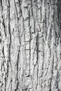 The old pear tree bark texture covered with lime paint for background in design, deep vertical cracks Royalty Free Stock Photo