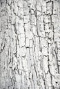 The old pear tree bark texture covered with lime paint for background in design, deep vertical cracks Royalty Free Stock Photo