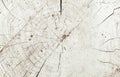 Grunge textured background with a sawn cut dry wooden tree stump surface Royalty Free Stock Photo