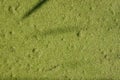 Grunge uneven surface with marsh duckweed