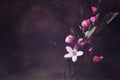 Grunge vintage antique Australian pink wildflower background Royalty Free Stock Photo