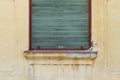 Grunge wall with green shutter Royalty Free Stock Photo