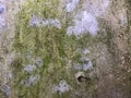 Grunge wall of the old house. Green smudges on concrete texture Royalty Free Stock Photo