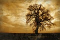 Grunge Winter Oak Tree Royalty Free Stock Photo