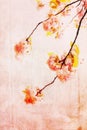 Grungy background with cherry blossom Royalty Free Stock Photo