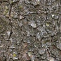 Grungy Bark Texture, Large Detailed Macro Closeup Textured Background Pattern, Brown Grey Taupe