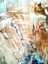 Inside tree stump