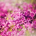 Grungy floral backgrounds Royalty Free Stock Photo