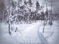 Grungy image of scooter track and birch forest in Lapland