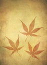 Grungy Japanese Maple Leafs Royalty Free Stock Photo