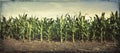 Grungy panorama of young corn plants in a field Royalty Free Stock Photo