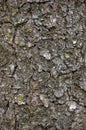 Grungy Tree Trunk Bark Texture, Detailed Vertical Textured Pattern, Brown Grey Background Macro Closeup Royalty Free Stock Photo