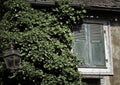 Grungy Window Shutters with Ivy Royalty Free Stock Photo