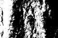 Grungy wooden texture. Distressed timber black and white texture. Rough tree bark surface. Royalty Free Stock Photo