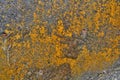 Grungy yellow mold background Royalty Free Stock Photo