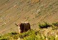 Grunting ox in Caucasus