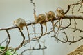 Grup of Barbary striped grass mouses sitting on a tree branch in the zoo