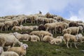 Grup of sheeps Royalty Free Stock Photo