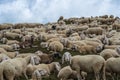 Grup of sheeps Royalty Free Stock Photo