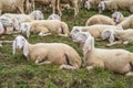 Grup of sheeps Royalty Free Stock Photo